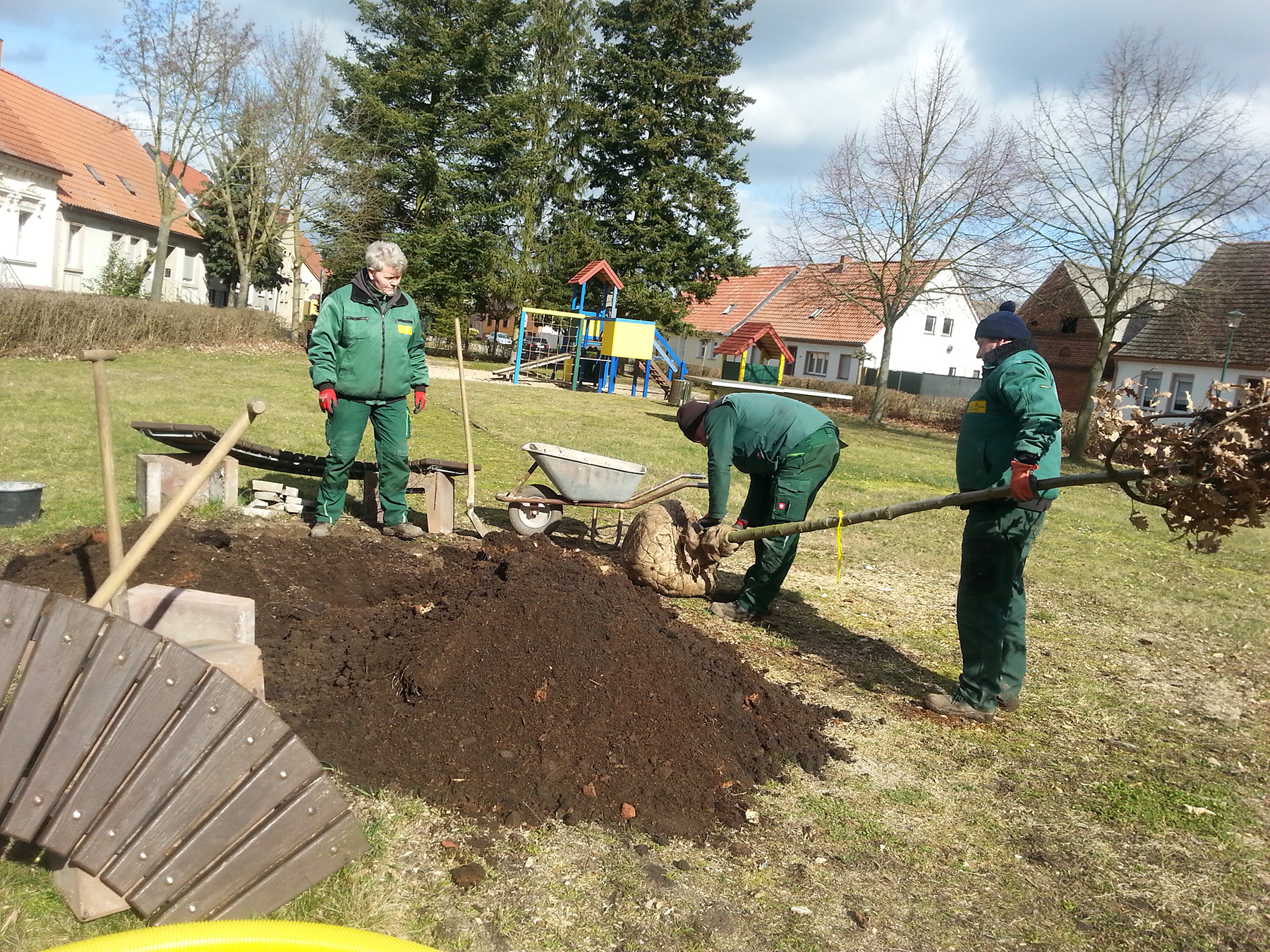 Pflanzung der neuen Eiche